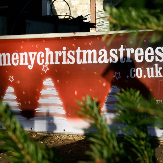 Topquality Xmas trees Edinburgh Dalmeny Christmas Trees
